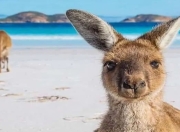 168澳洲 ：-澳洲袋鼠岛位列第二，蒙古成最佳旅游国家