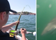 168澳洲生活网：渔民在悉尼港袭击现场附近捕获了一条牛鲨