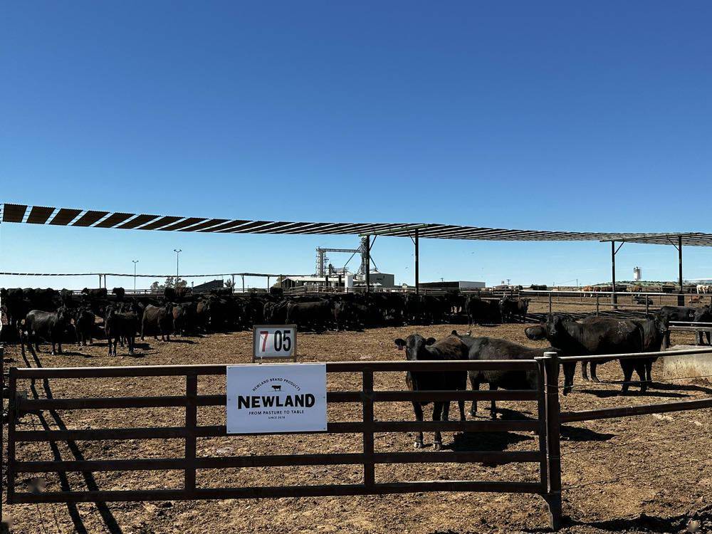 澳洲:澳洲直采专供 盒马与三家企业就进口牛肉达成战略合作